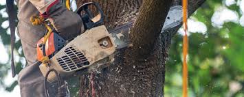 Best Emergency Tree Removal  in Cannelton, IN