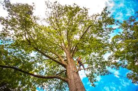 Best Tree Preservation Services  in Cannelton, IN