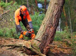 Best Stump Grinding and Removal  in Cannelton, IN