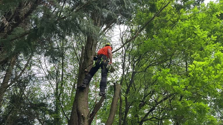 Best Utility Line Clearance  in Cannelton, IN