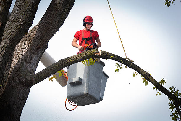 Best Storm Damage Tree Cleanup  in Cannelton, IN